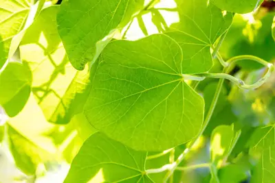 Aristolochia durior (macrophylla) (Duitse pijp) klimplant - afbeelding 6