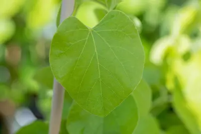 Aristolochia durior (macrophylla) (Duitse pijp) klimplant - afbeelding 7