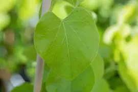 Aristolochia durior (macrophylla) (Duitse pijp) klimplant - afbeelding 7