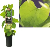 Aristolochia durior (macrophylla) (Duitse pijp) klimplant - afbeelding 1