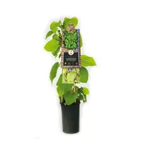 Aristolochia durior (macrophylla) (Duitse pijp) klimplant - afbeelding 2