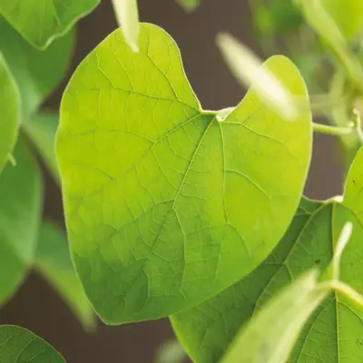 Aristolochia durior (macrophylla) (Duitse pijp) klimplant 75cm - afbeelding 3