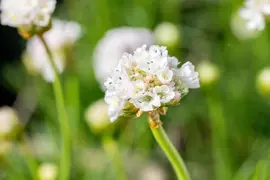 Armeria maritima 'Alba' (Engels gras) - afbeelding 5