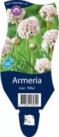 Armeria maritima 'Alba' (Engels gras) - afbeelding 1