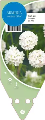 Armeria Maritima Alba (Engels gras) - afbeelding 1