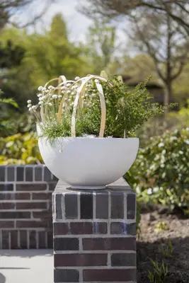 Armeria maritima 'Alba' (Engels gras) - afbeelding 2