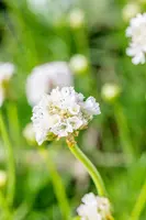 Armeria maritima 'Alba' (Engels gras) - afbeelding 6