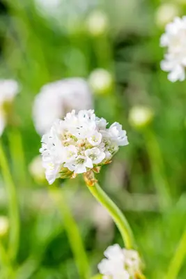 Armeria Maritima Alba (Engels gras) - afbeelding 7