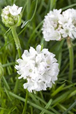 Armeria maritima (Engels gras) - afbeelding 1
