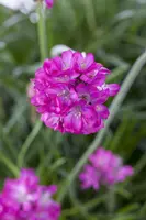 Armeria maritima (Engels gras) - afbeelding 2