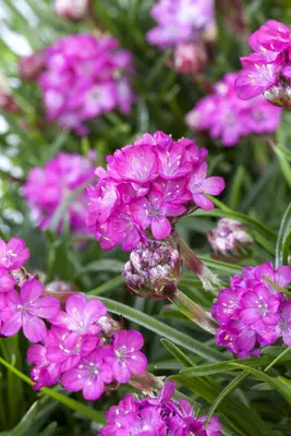 Armeria maritima (Engels gras) - afbeelding 5