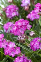 Armeria maritima (Engels gras) - afbeelding 5