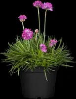 Armeria maritima (Engels gras) - afbeelding 3