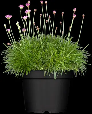 Armeria maritima (Engels gras) - afbeelding 8
