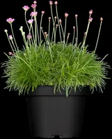 Armeria maritima (Engels gras) - afbeelding 8