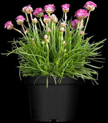 Armeria maritima (Engels gras) - afbeelding 7