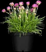 Armeria maritima (Engels gras) - afbeelding 7