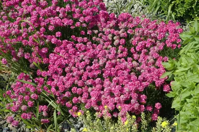 Armeria maritima (Engels gras) - afbeelding 10