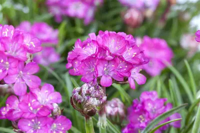 Armeria maritima (Engels gras) - afbeelding 6