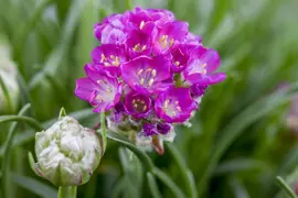 Armeria maritima (Engels gras) - afbeelding 9