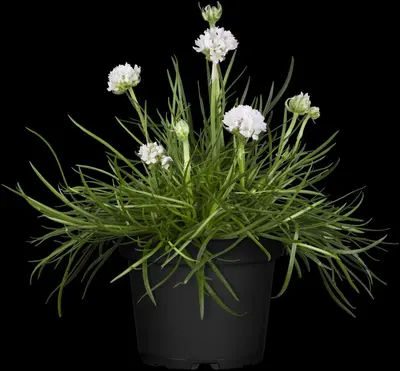 Armeria maritima (Engels gras) - afbeelding 4