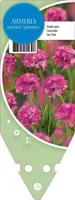 Armeria Maritima Splendens (Engels gras) - afbeelding 1