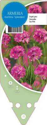Armeria Maritima Splendens (Engels gras) - afbeelding 1