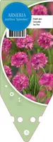 Armeria Maritima Splendens (Engels gras) kopen?