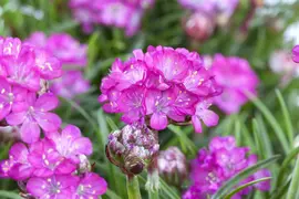 Armeria maritima 'Splendens' (Engels gras 'Splendens') - afbeelding 1