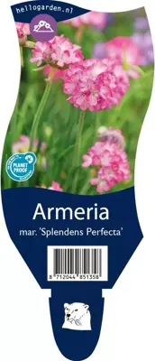 Armeria maritima 'Splendens Perfecta' (Engels gras) - afbeelding 1