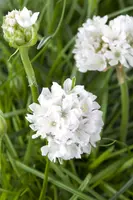 Armeria maritima, weiß (Engels gras) - afbeelding 1