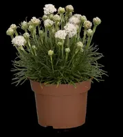Armeria maritima, weiß (Engels gras) - afbeelding 3