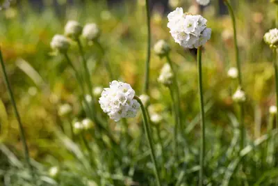 Armeria maritima, weiß (Engels gras) - afbeelding 5