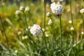 Armeria maritima, weiß (Engels gras) - afbeelding 5