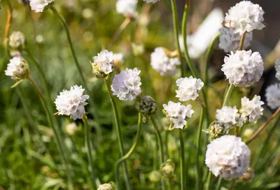 Armeria maritima, weiß (Engels gras) - afbeelding 4