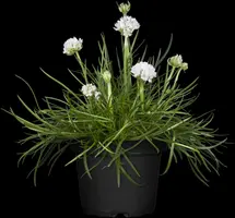 Armeria maritima, weiß (Engels gras) - afbeelding 2