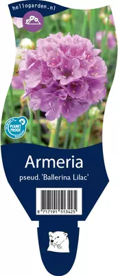 Armeria pseudarmeria 'Ballerina Lilac' (Engels gras) - afbeelding 1