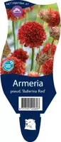 Armeria pseudarmeria 'Ballerina Red' (Engels gras) - afbeelding 1