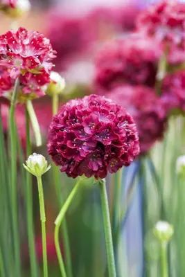 Armeria pseudarmeria 'Ballerina Red' (Engels gras) - afbeelding 2