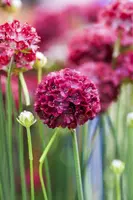 Armeria pseudarmeria 'Ballerina Red' (Engels gras) - afbeelding 2