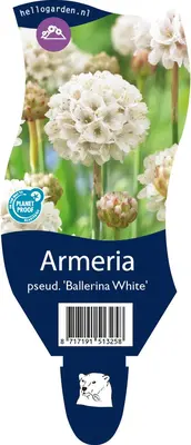 Armeria pseudarmeria 'Ballerina White' (Engels gras) - afbeelding 1