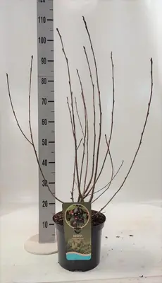 Aronia melanocarpa 'Nero' (Appelbes) 60cm - afbeelding 3