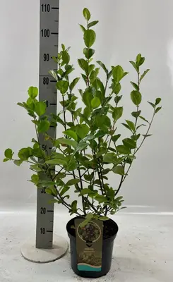 Aronia melanocarpa 'Nero' (Appelbes) 60cm - afbeelding 2