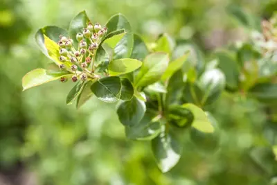 Aronia melanocarpa 'Viking' (Appelbes) fruitplant 60cm - afbeelding 5