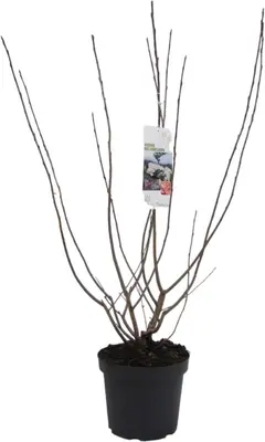 Aronia melanocarpa (Zwarte appelbes) 80cm - afbeelding 2