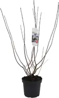 Aronia melanocarpa (Zwarte appelbes) 80cm - afbeelding 2
