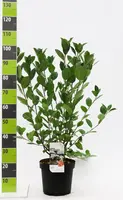 Aronia melanocarpa (Zwarte appelbes) 80cm - afbeelding 5