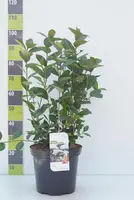 Aronia melanocarpa (Zwarte appelbes) 80cm - afbeelding 4