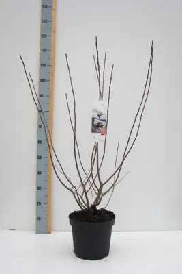 Aronia melanocarpa (Zwarte appelbes) 80cm - afbeelding 3