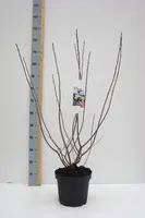 Aronia melanocarpa (Zwarte appelbes) 80cm - afbeelding 3